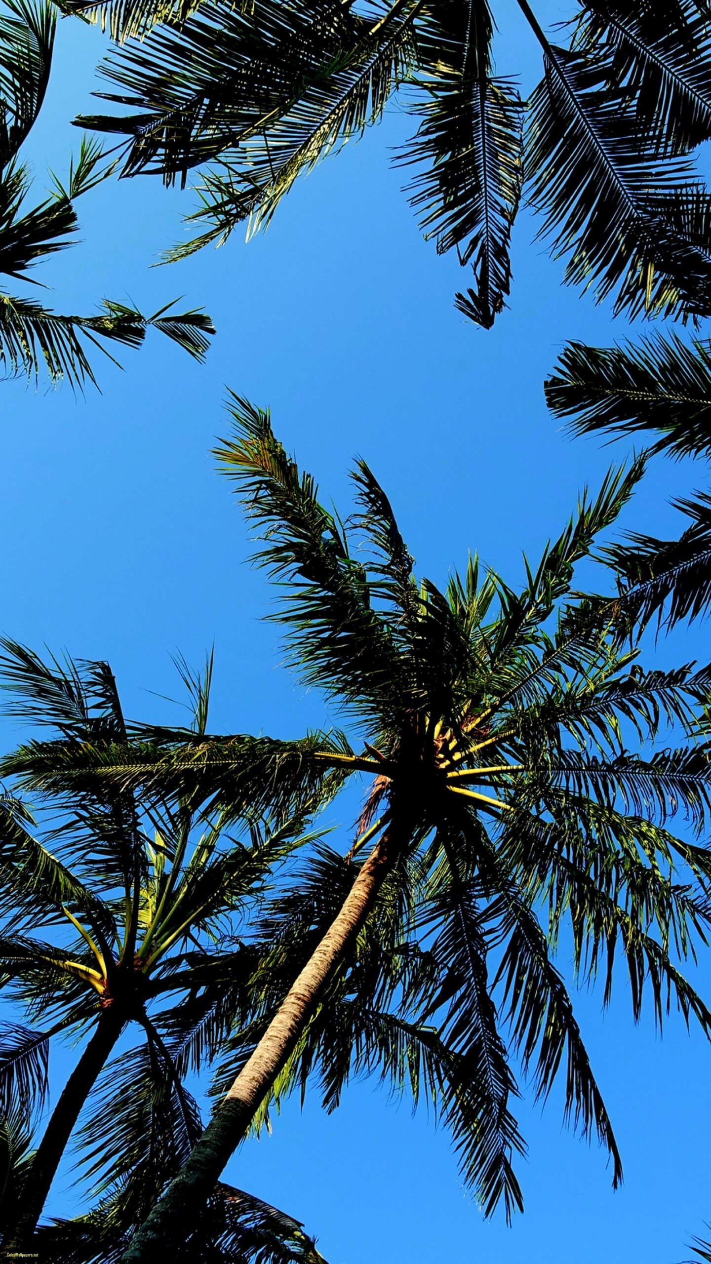 60+ Palm Tree Wallpapers