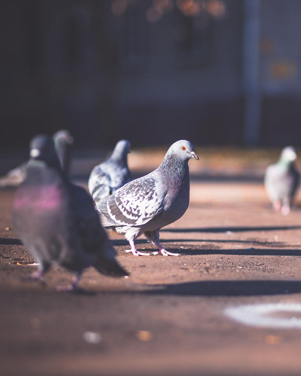 Pigeons Pictures