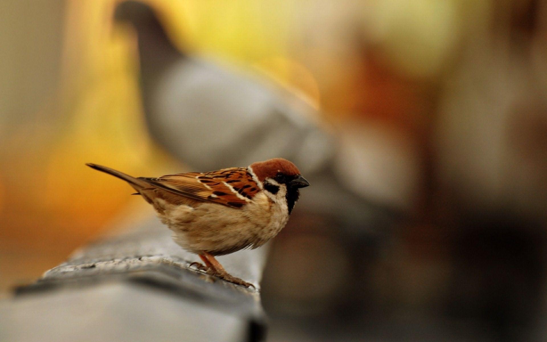 Beautiful Sparrow Bird Seating HD Wallpapers