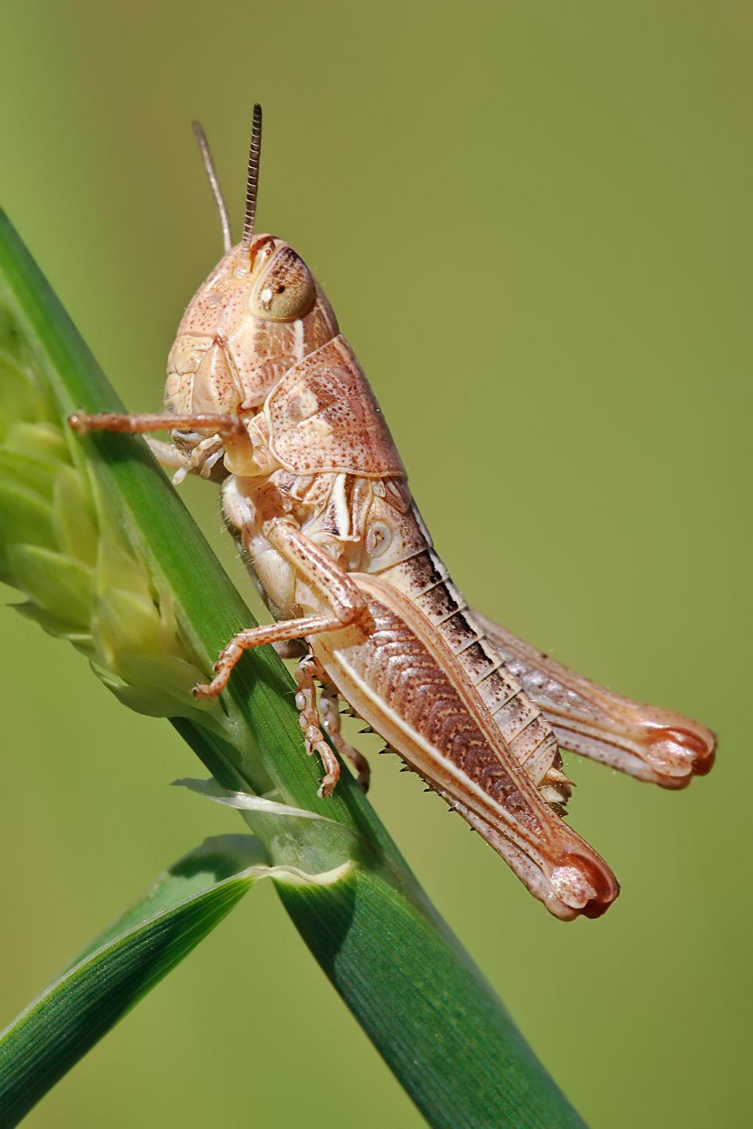 Grasshopper wallpapers, Animal, HQ Grasshopper pictures