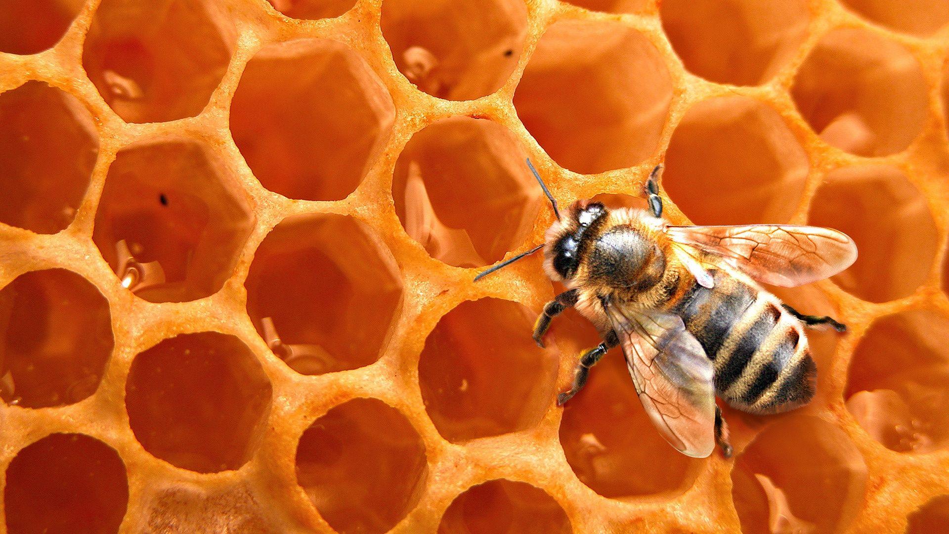 Honey Bee Wallpapers