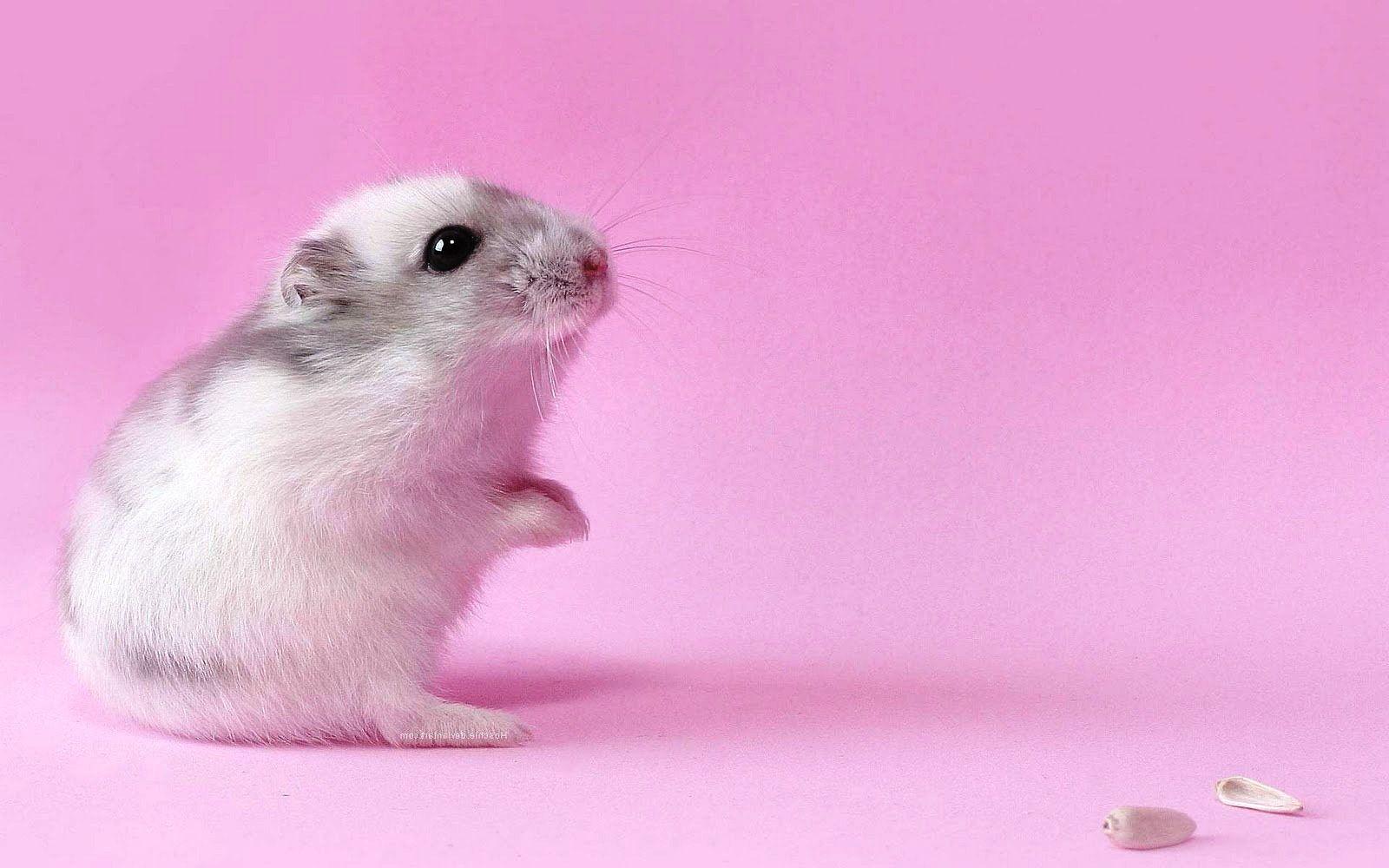 Hamster Wallpapers, FN21 HDQ Cover Wallpapers For Desktop And Mobile