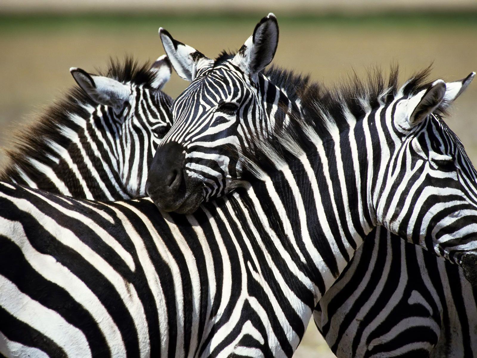 Zebra Wallpapers