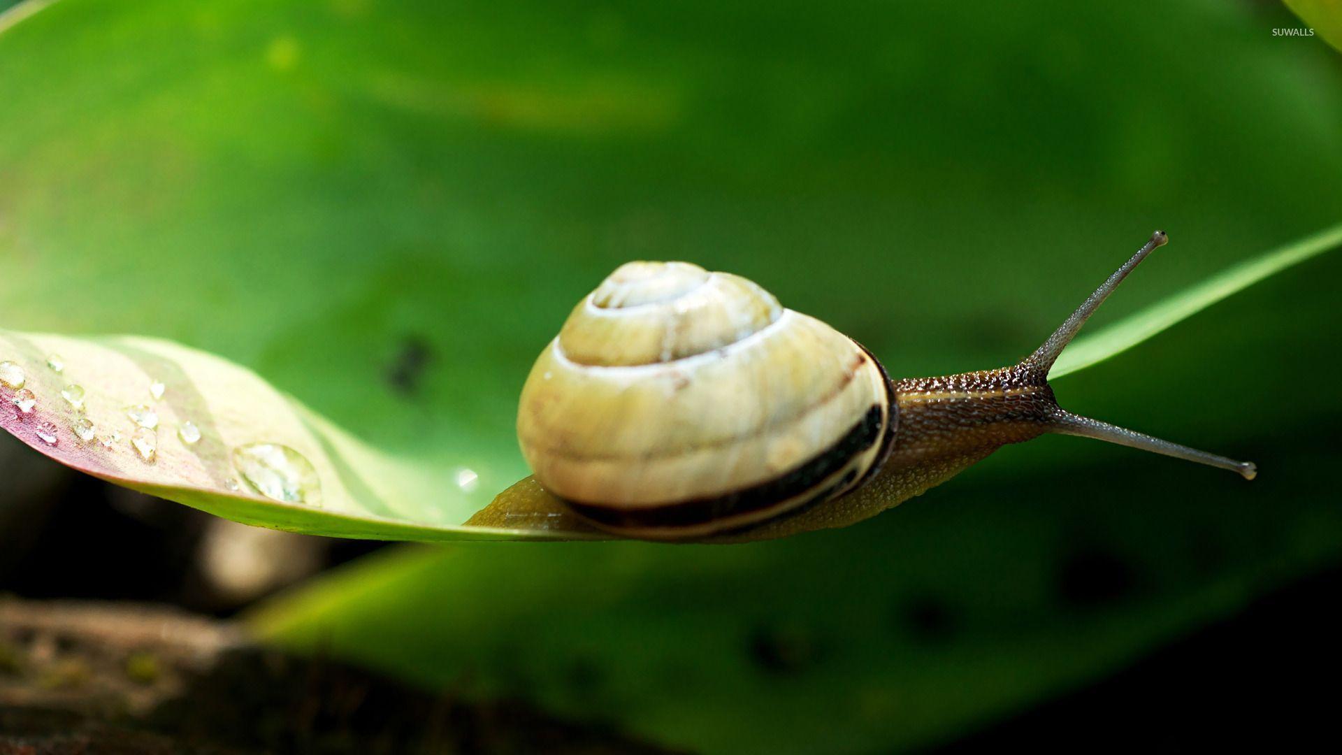 Snail Wallpapers Snail Live Image HD Wallpapers SHXimaI Graphics