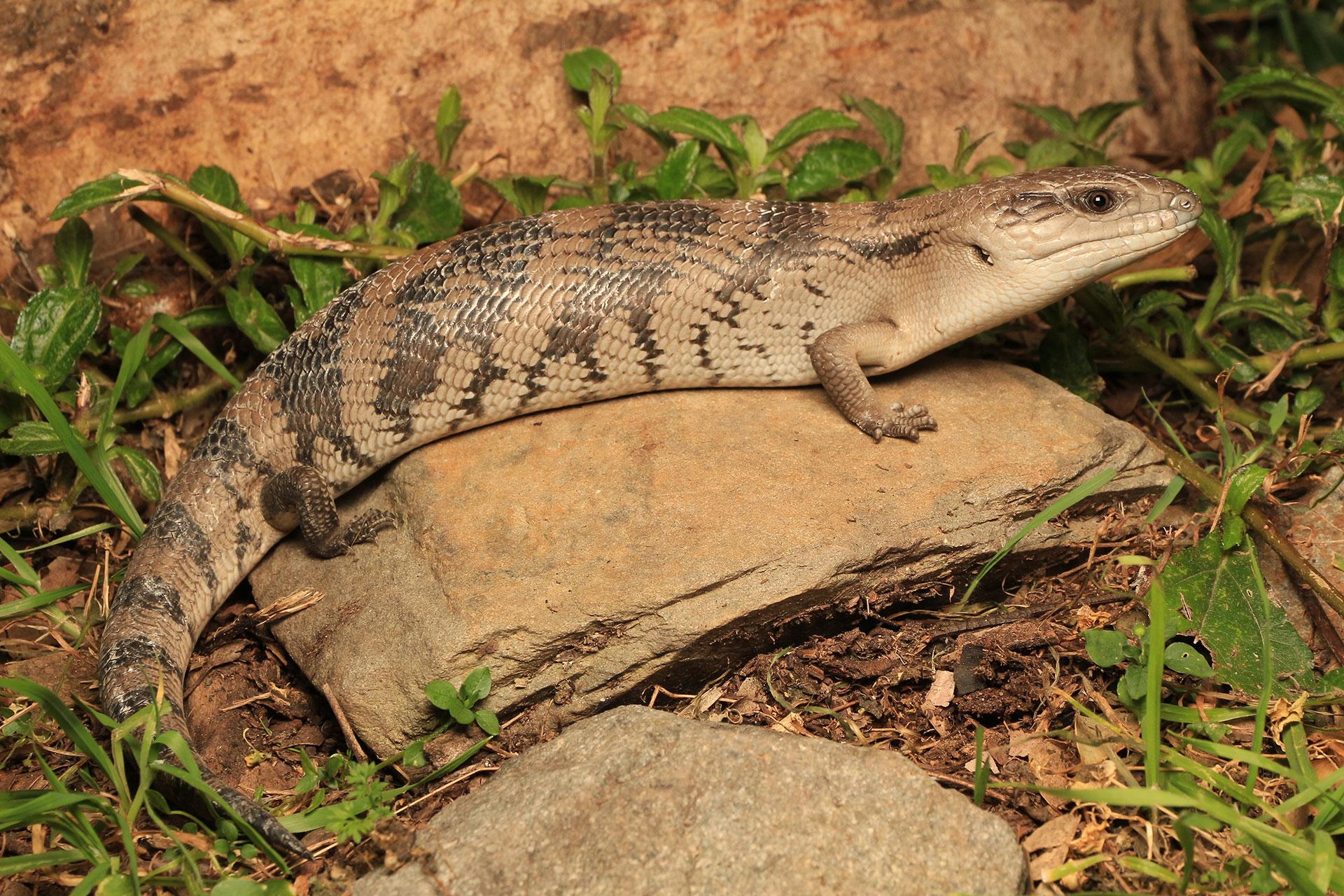 blue tongue skink wallpapers for desktop