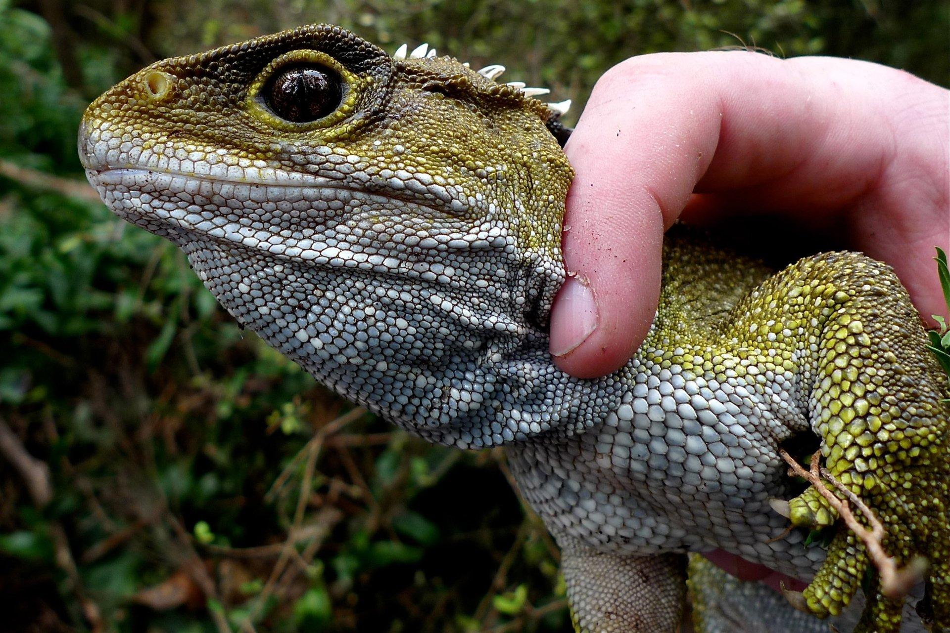 2 Tuatara HD Wallpapers