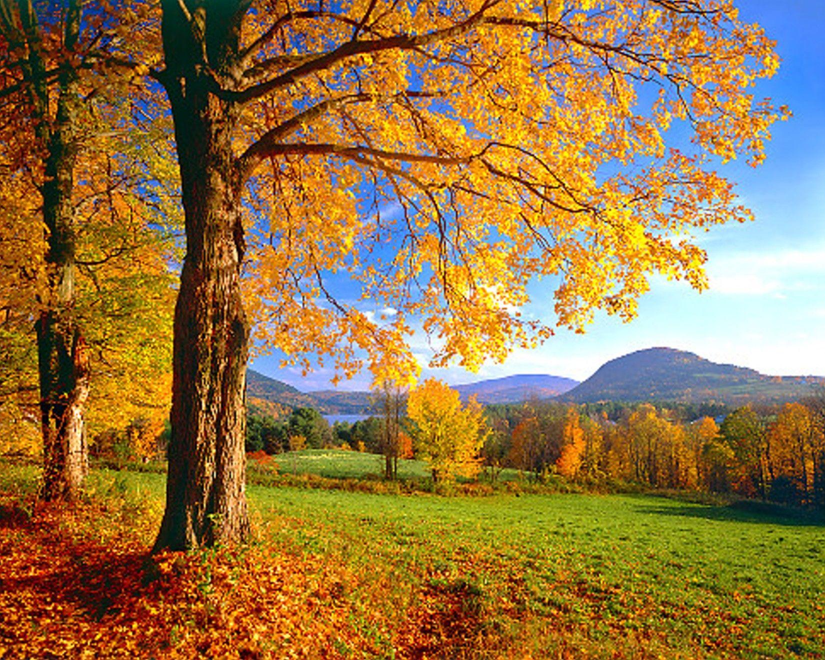 Fields: Colorful Vermont Fields Peaceful Wonderful Tree Amazing