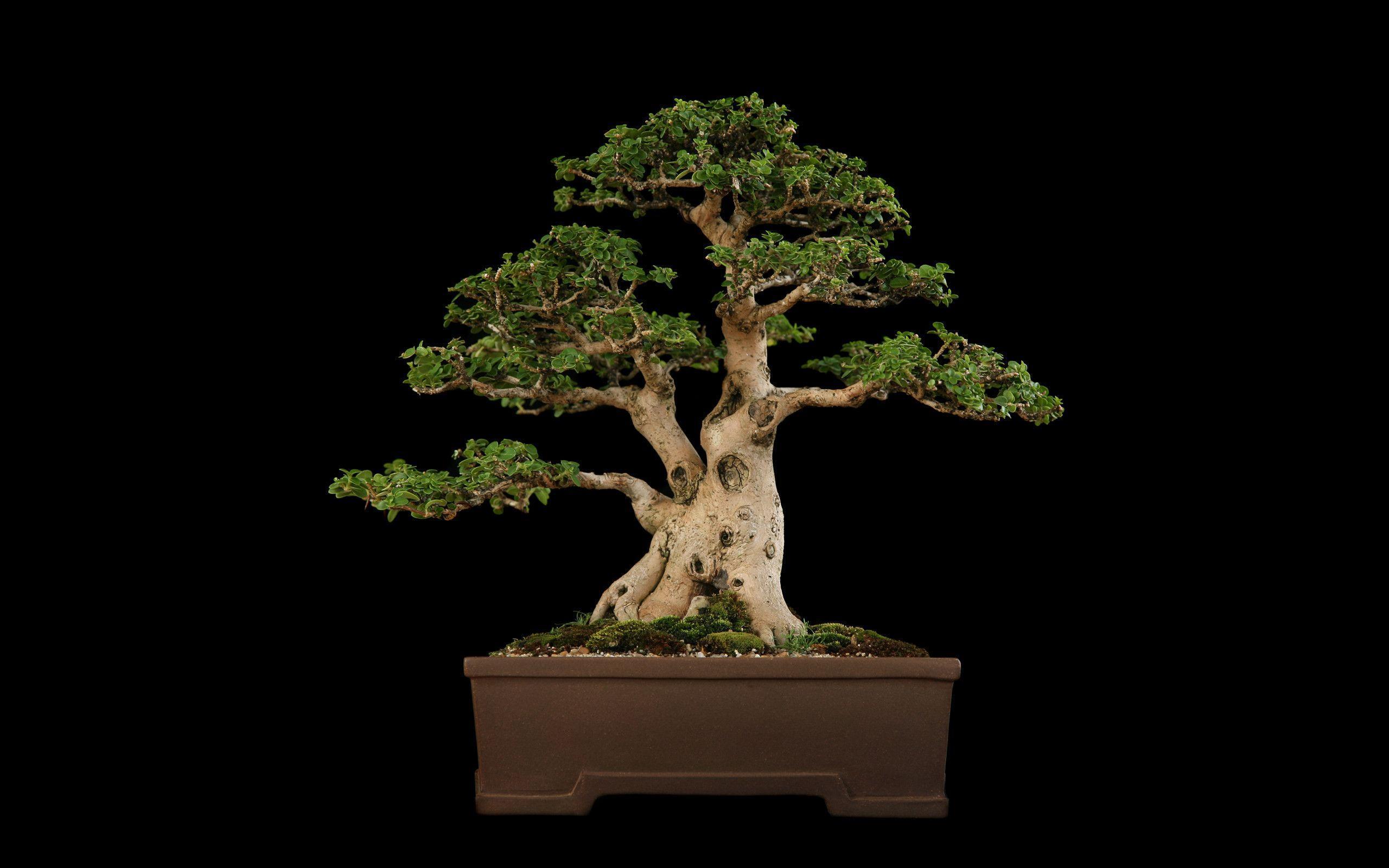 Tree Bonsai Tree Black f wallpapers