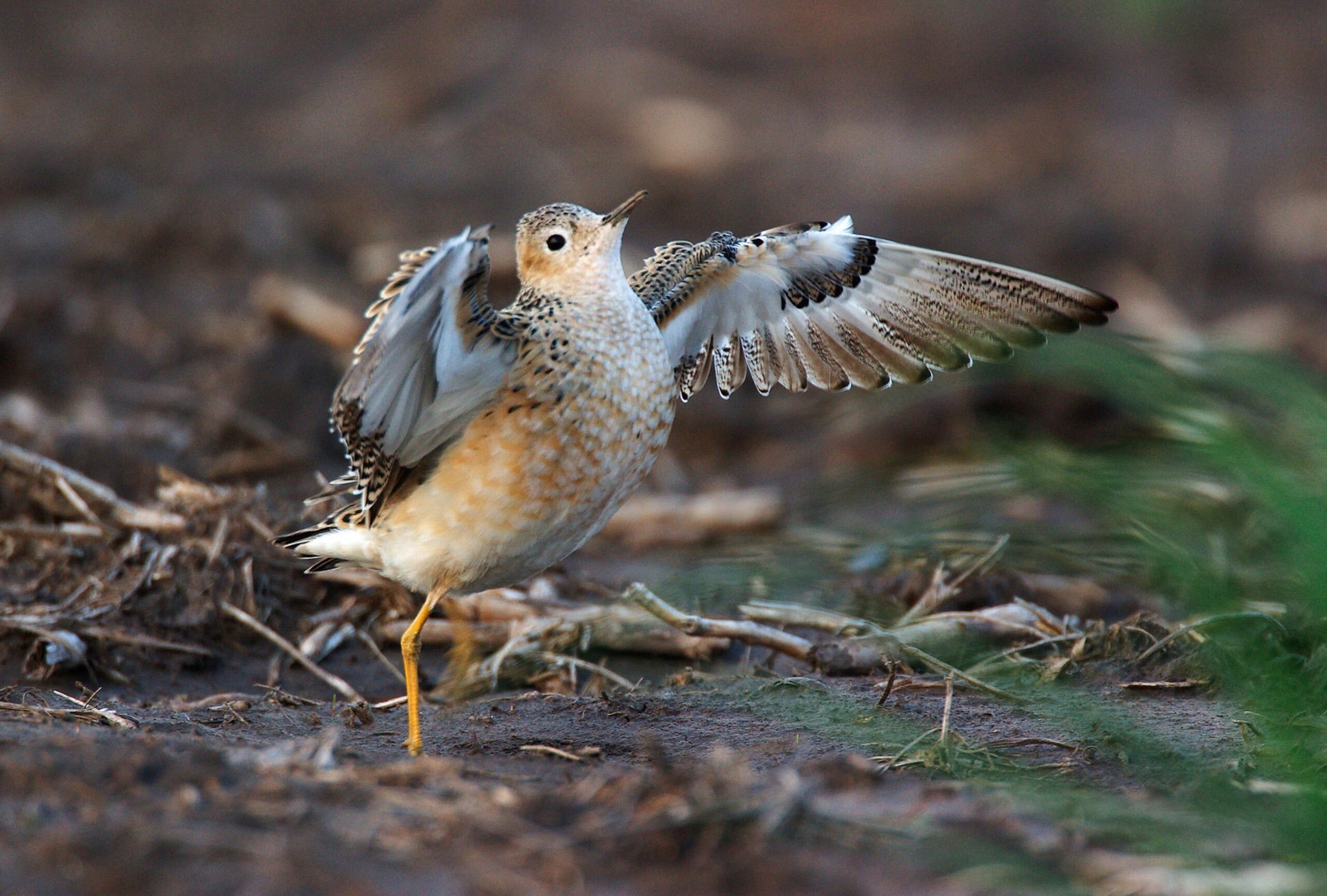 High Resolution Wallpapers sandpiper