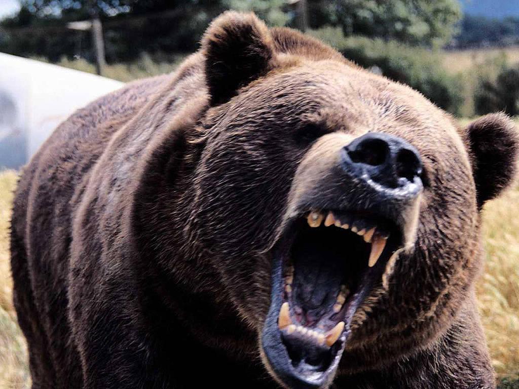 Wallpapers For > Angry Grizzly Bear Wallpapers