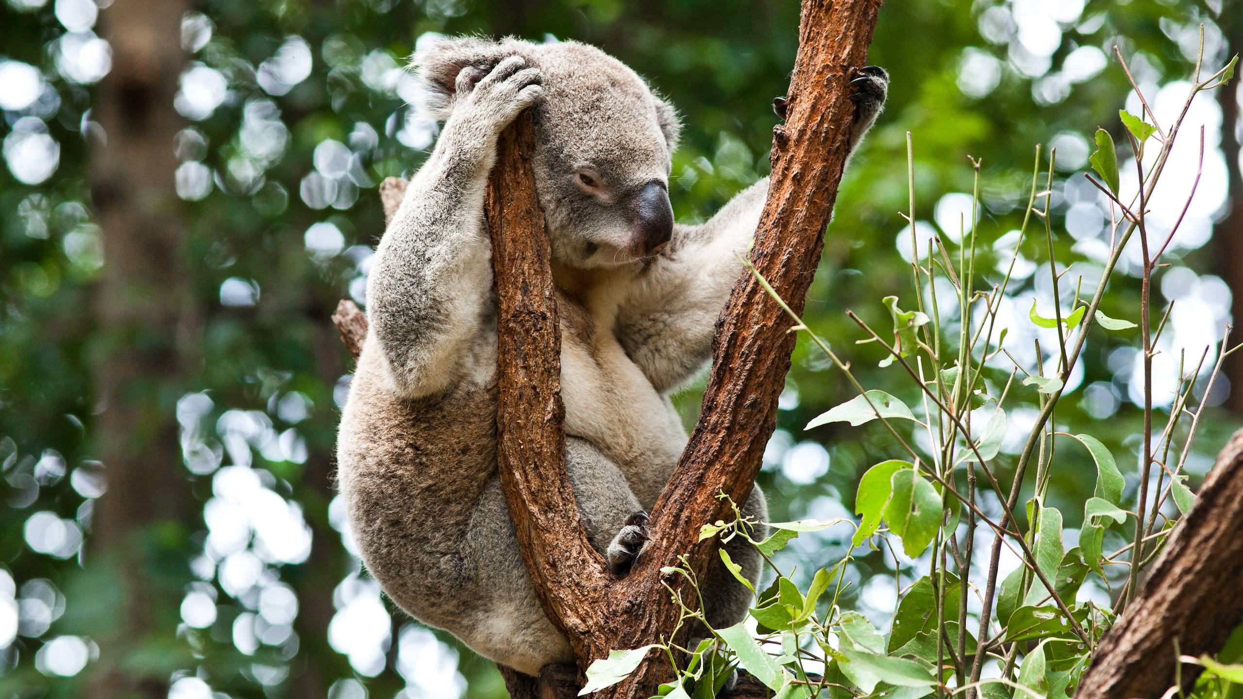 Download Koala Wallpapers 12961 High Resolution