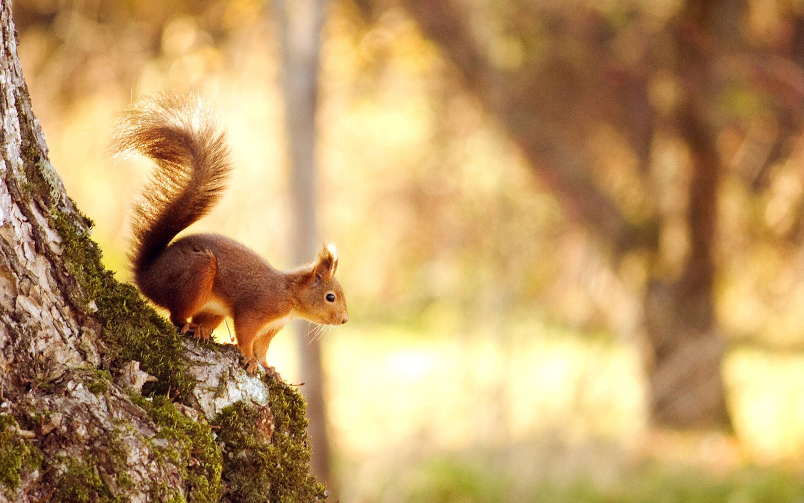 Squirrel Wallpapers