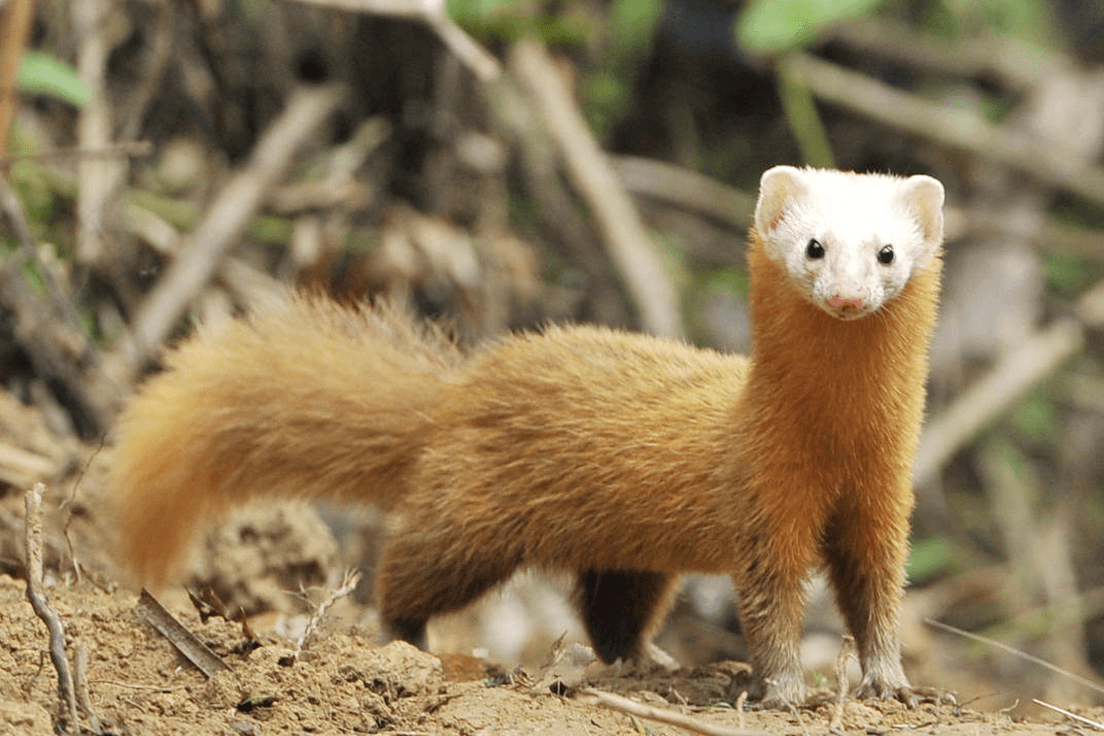 Weasel Animal Facts & HD Image Wallpapers Download