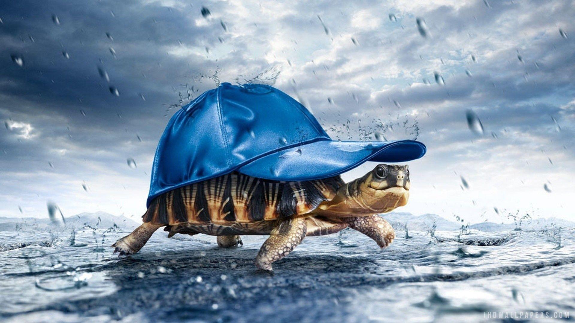 Funny Tortoise HD Wallpapers