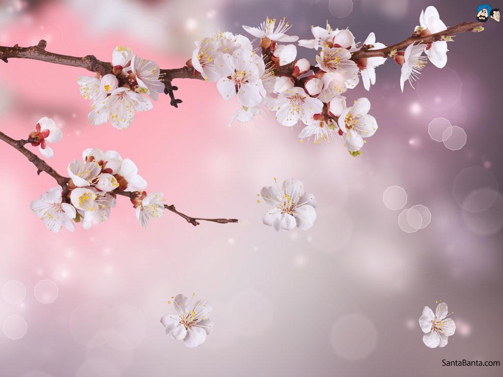 Cherry Blossoms Wallpapers