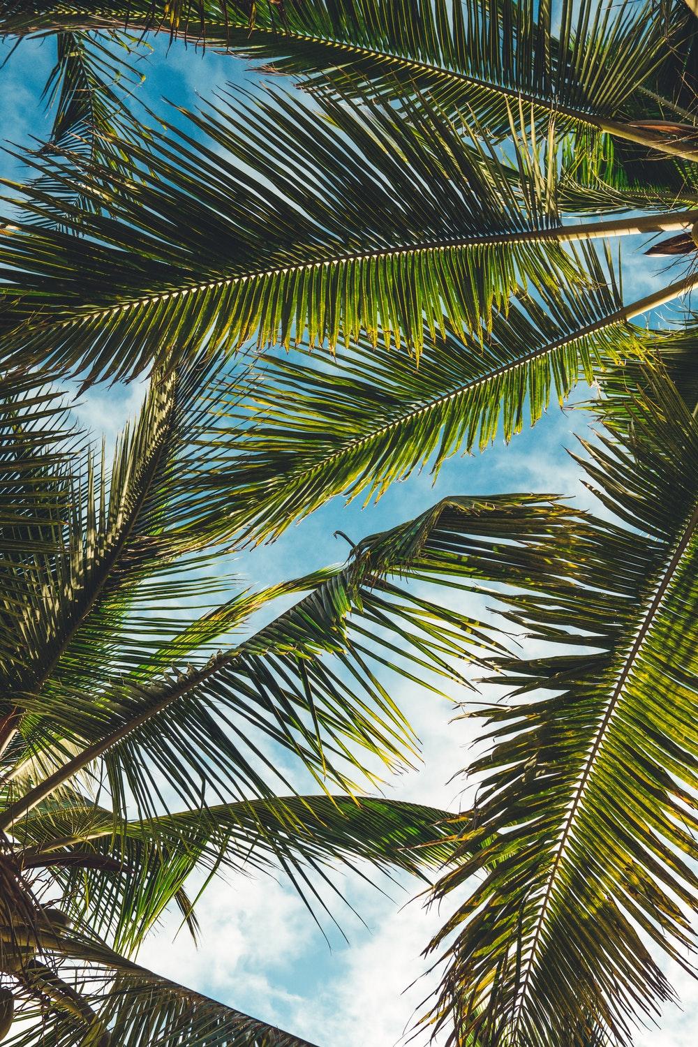 Tree, leaf, plant and palm tree HD photo by Peter Fogden