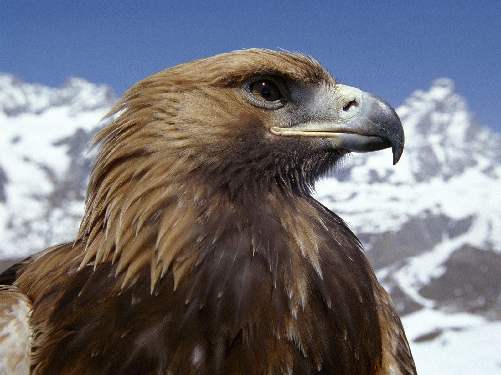 Eagle Wallpapers Hd Desktop