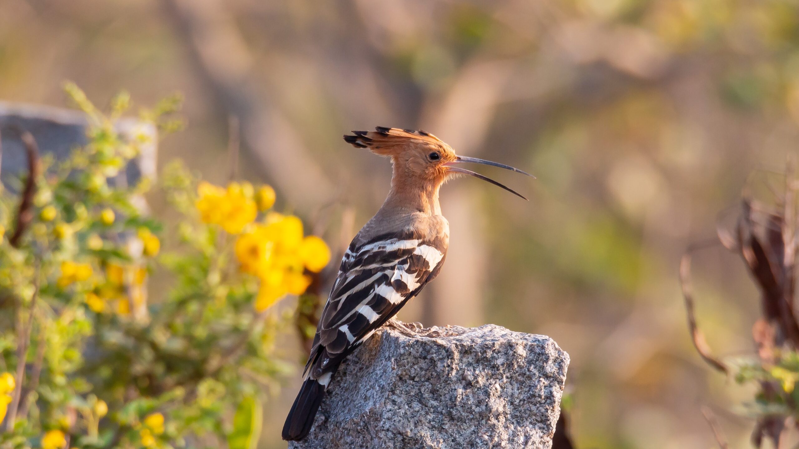 Indian Hoopoe 4k Ultra HD Wallpapers