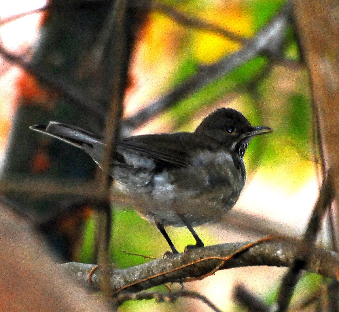 Turdus assimilis