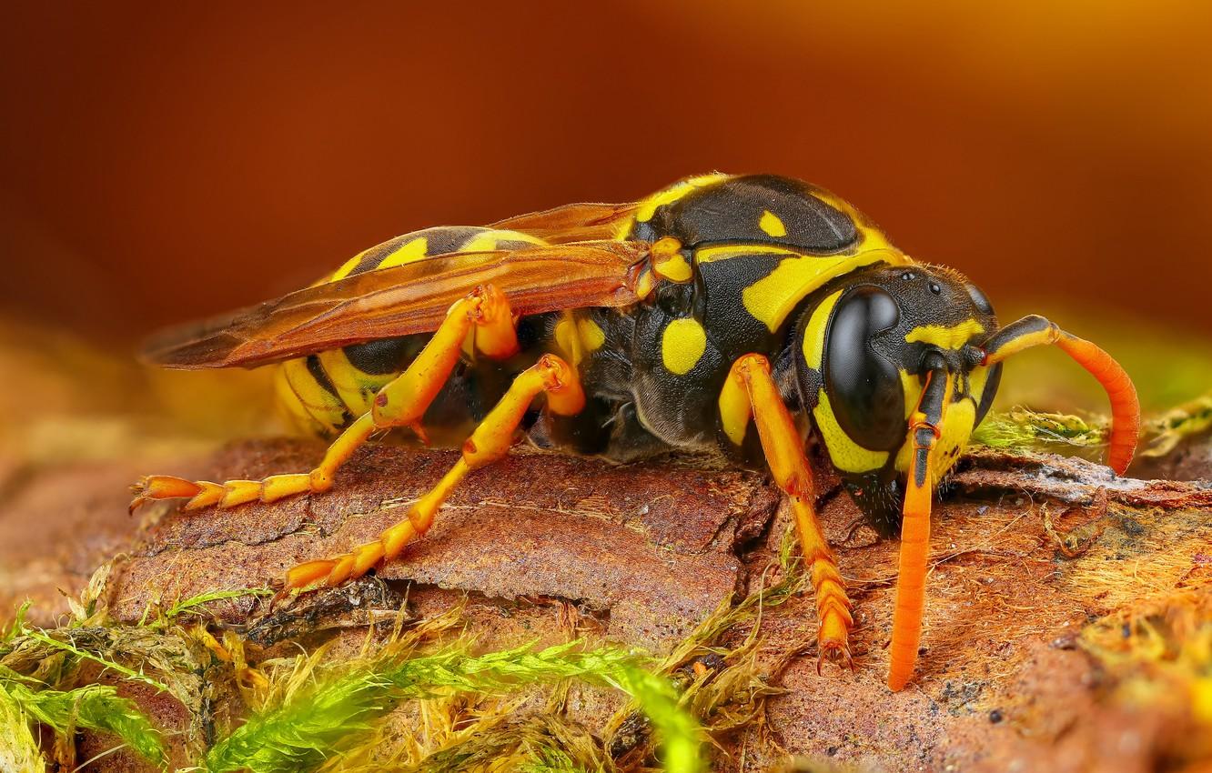 Wallpapers macro, background, OSA, insect, hornet, bark