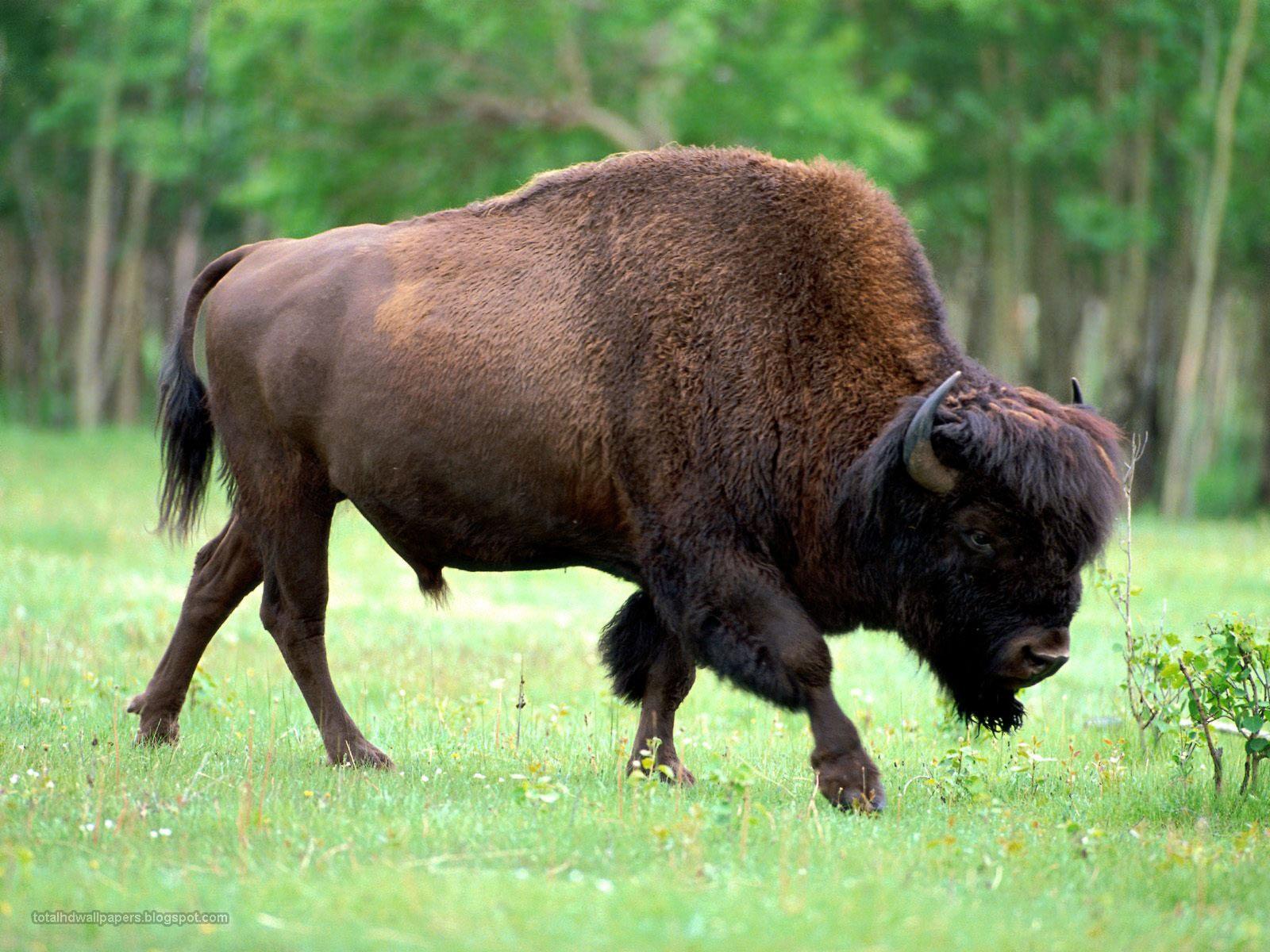 Free All wallpapers Beautifull: Buffalo Wallpapers hd