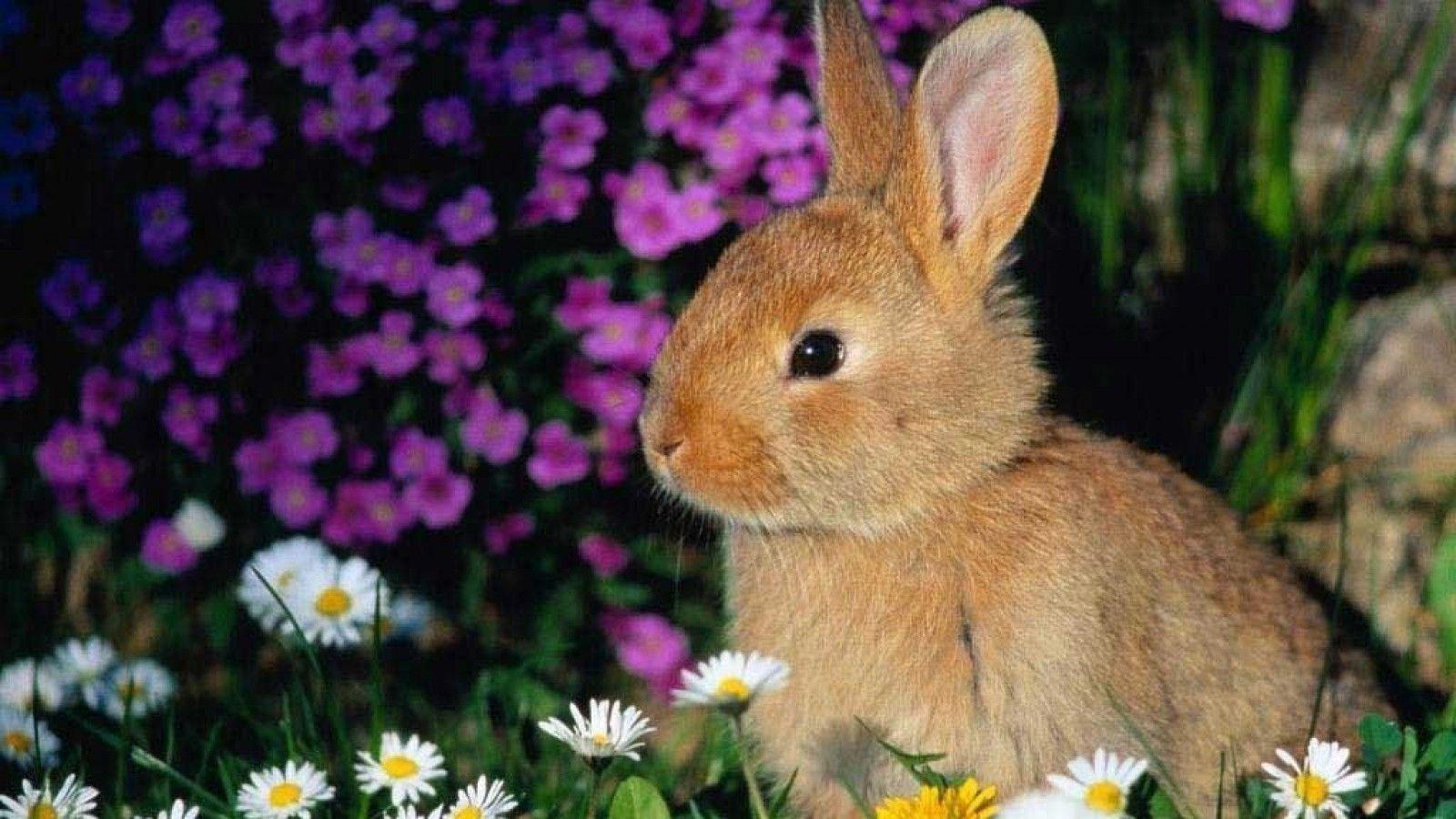 Brown Rabbit Wallpapers