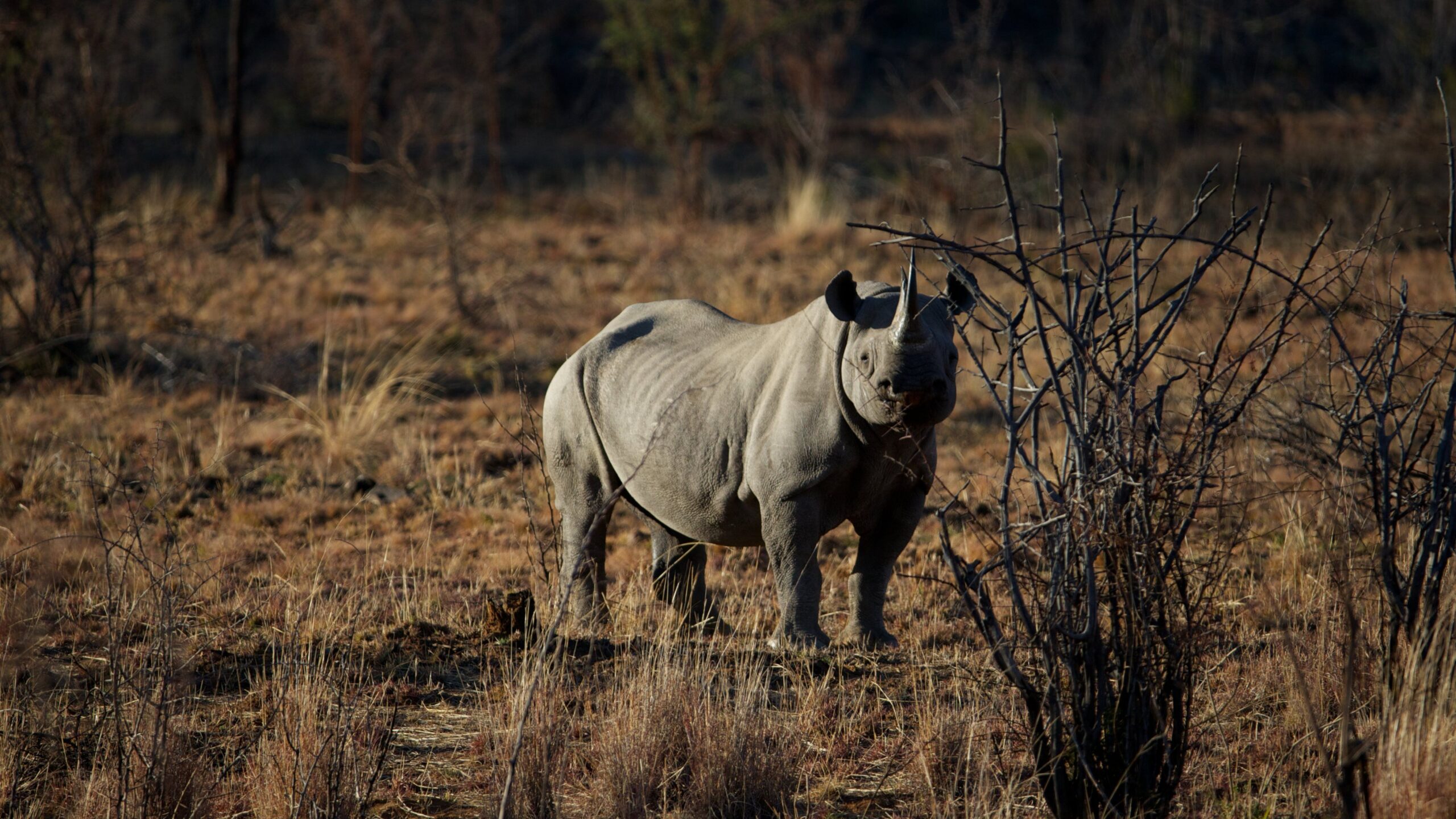 Wallpapers Black Rhinoceros