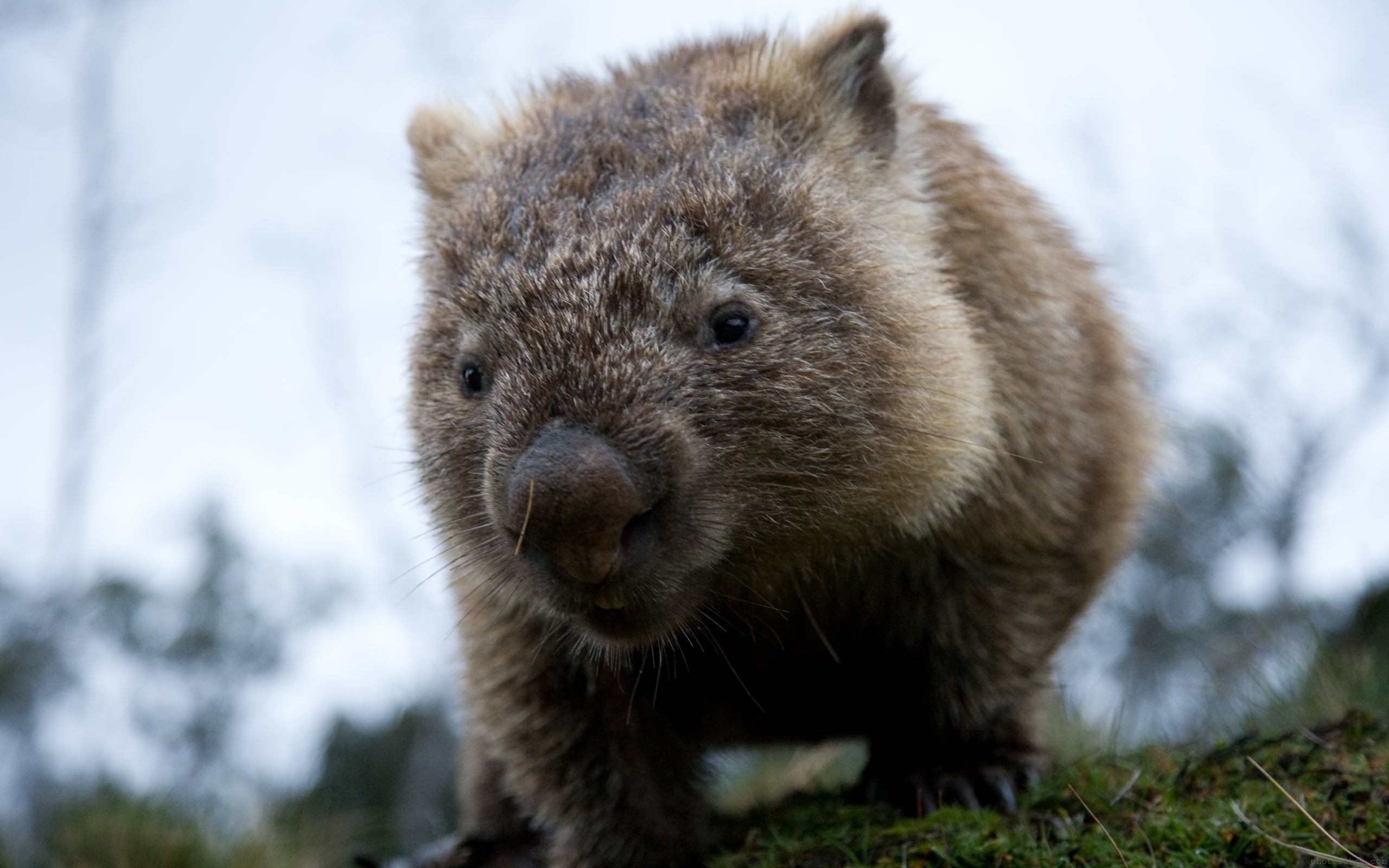 Interesting Wombat HDQ Image Collection, HDQ Cover Wallpapers