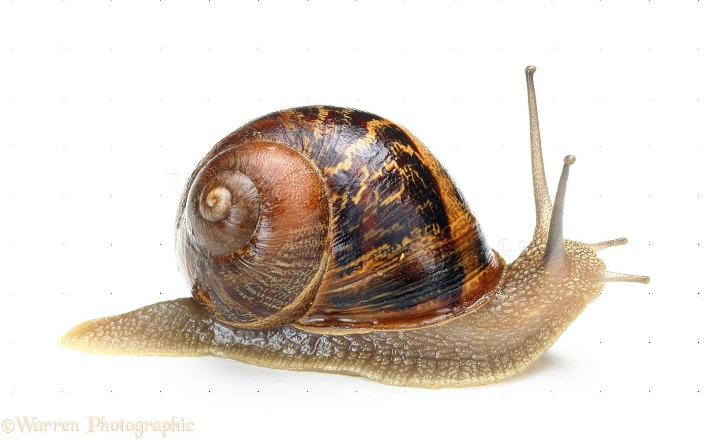 Free Snail, Download Free Clip Art, Free Clip Art on Clipart