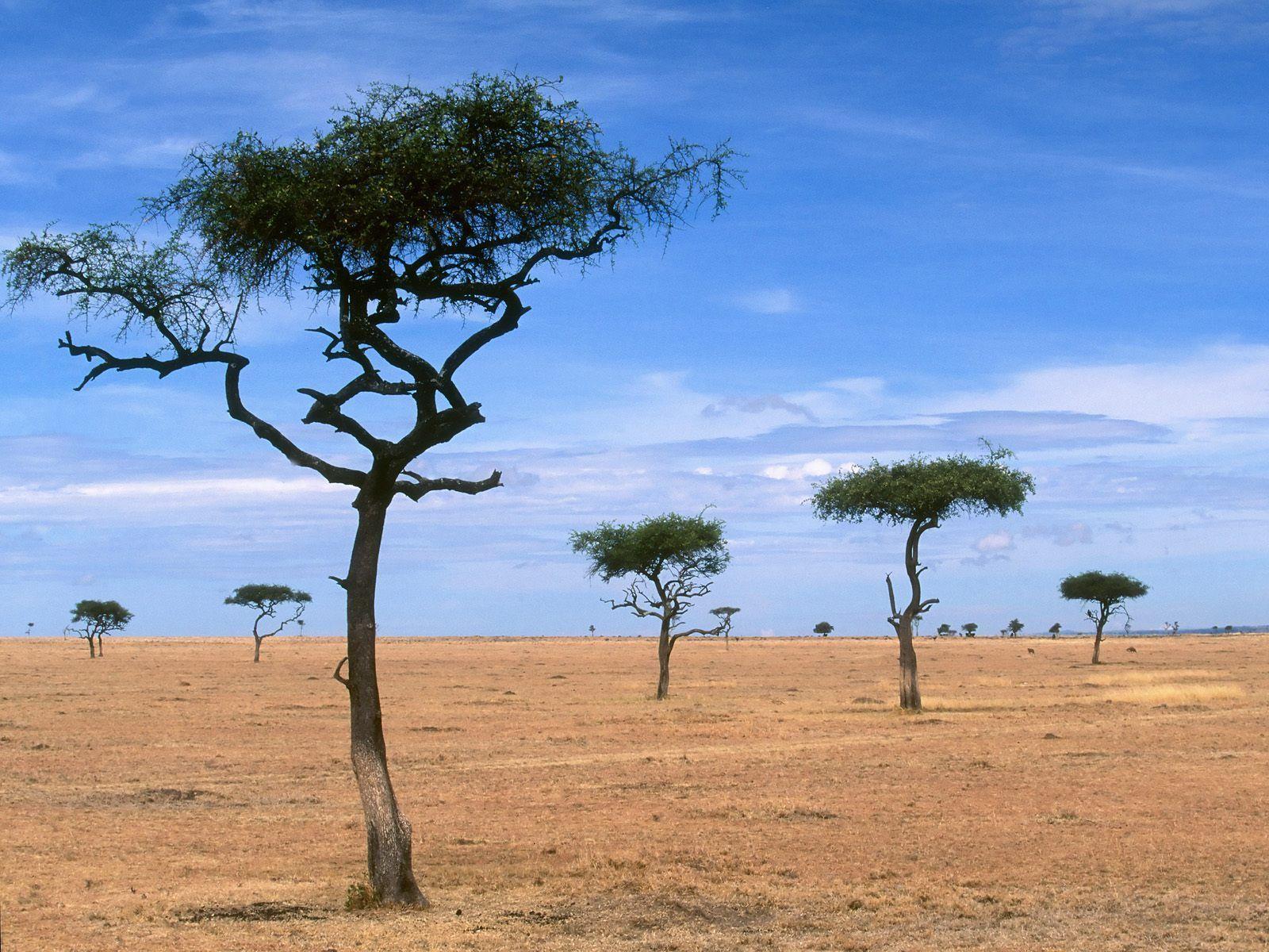 Scattered Acacia Trees / Kenya / Africa wallpapers and image
