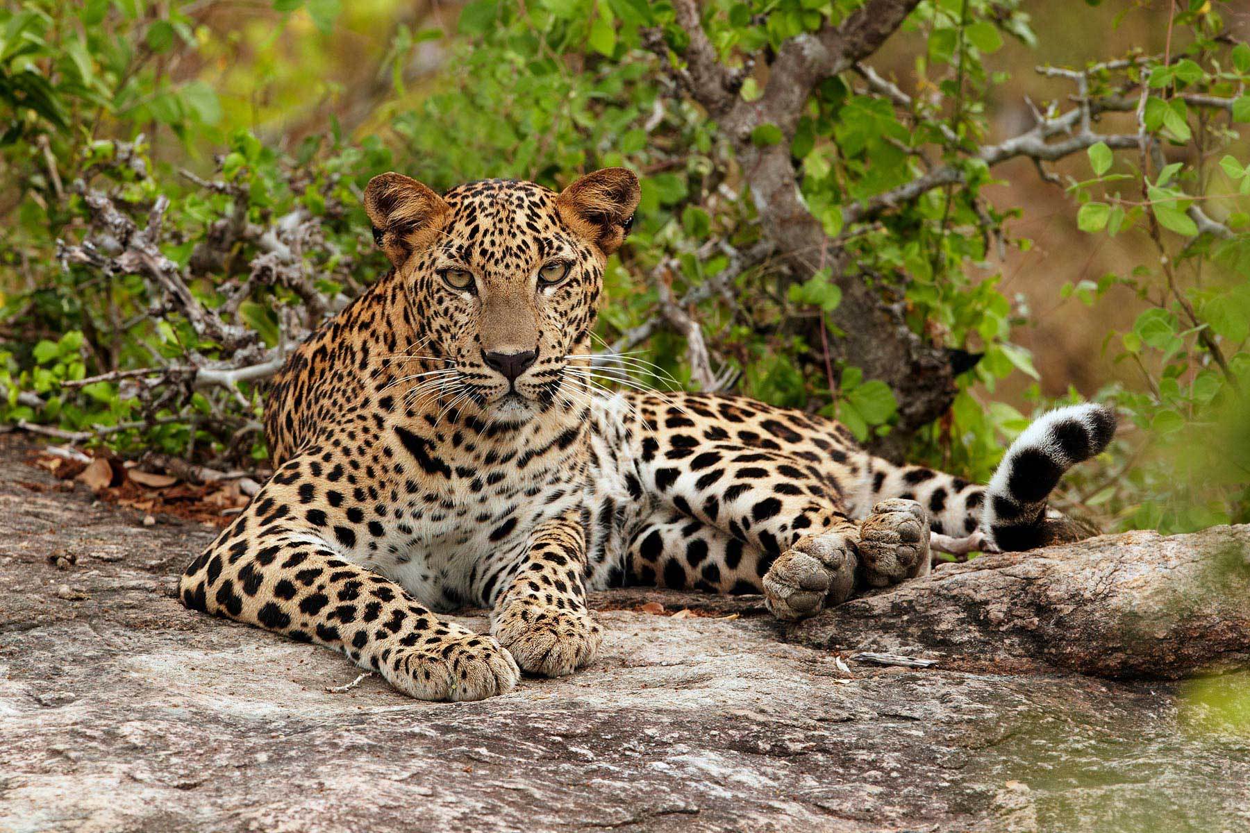 African Leopard