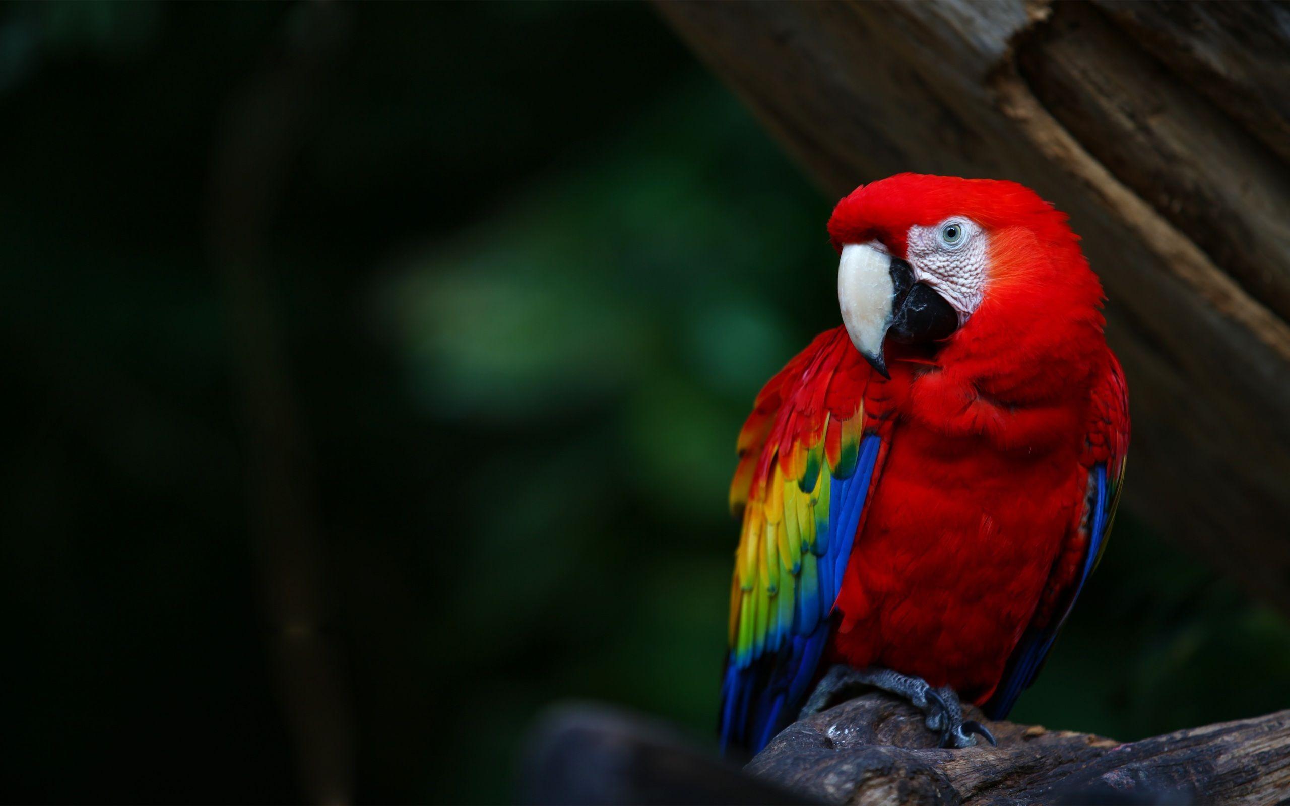 Macaw Wallpapers