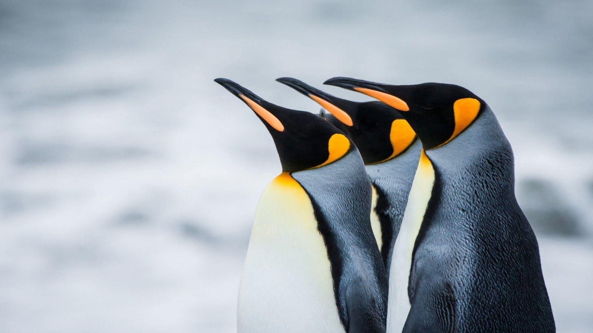 Penguin Wallpapers