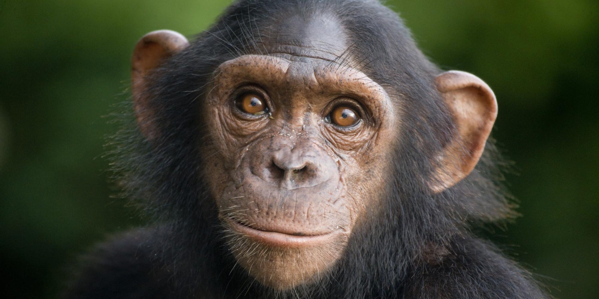 Chimpanzee Wallpapers 11