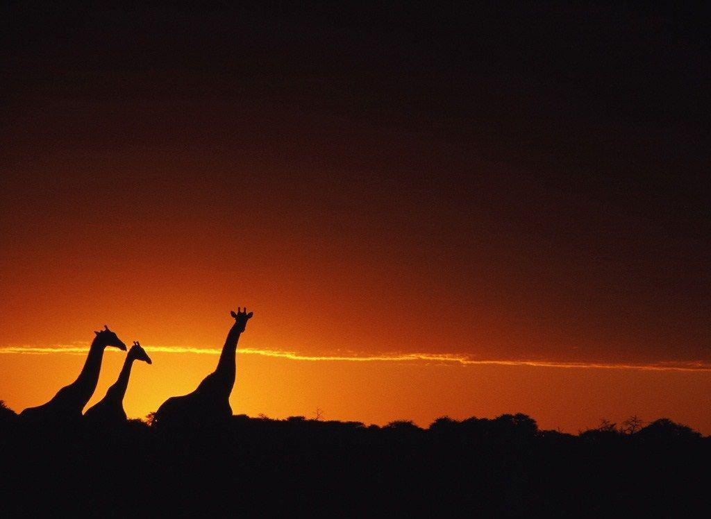 Cool Giraffe Backgrounds Image & Pictures