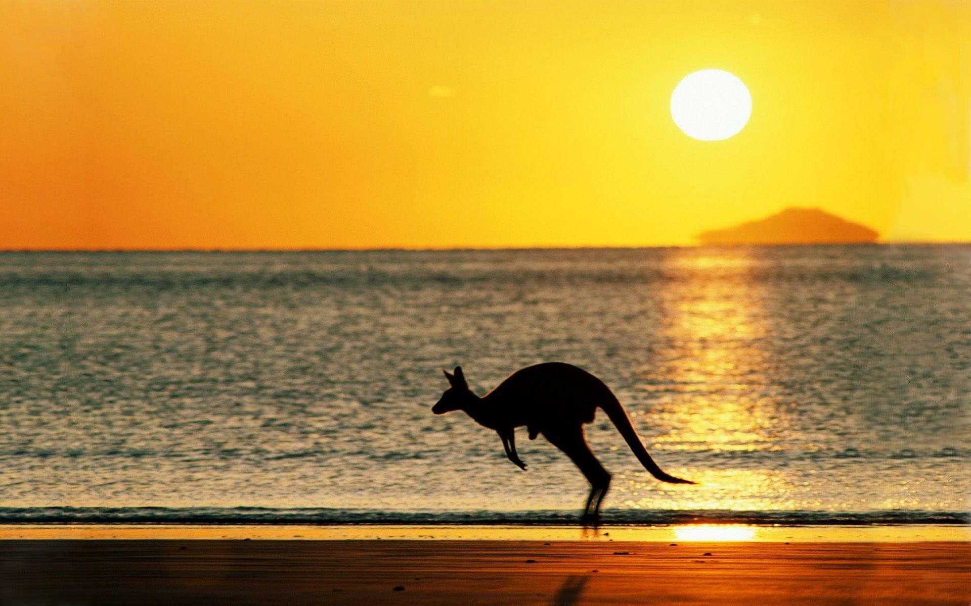 Kangaroo, kangaroos, beach, Australia, Sun HD wallpapers