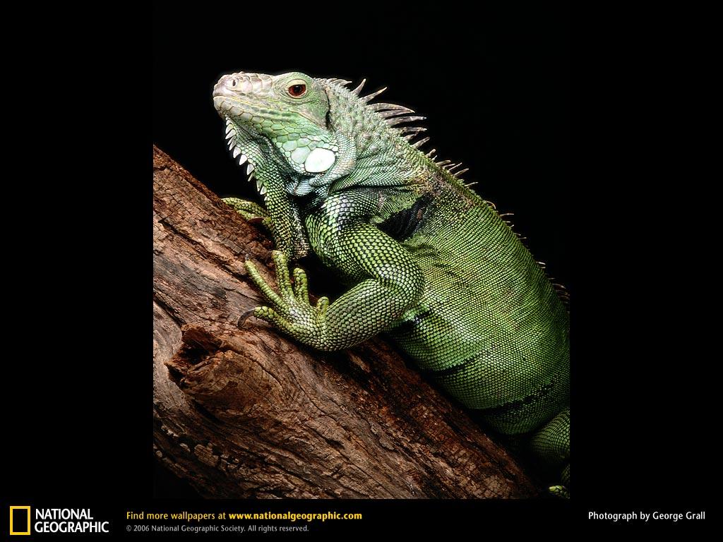 Iguana Wallpapers