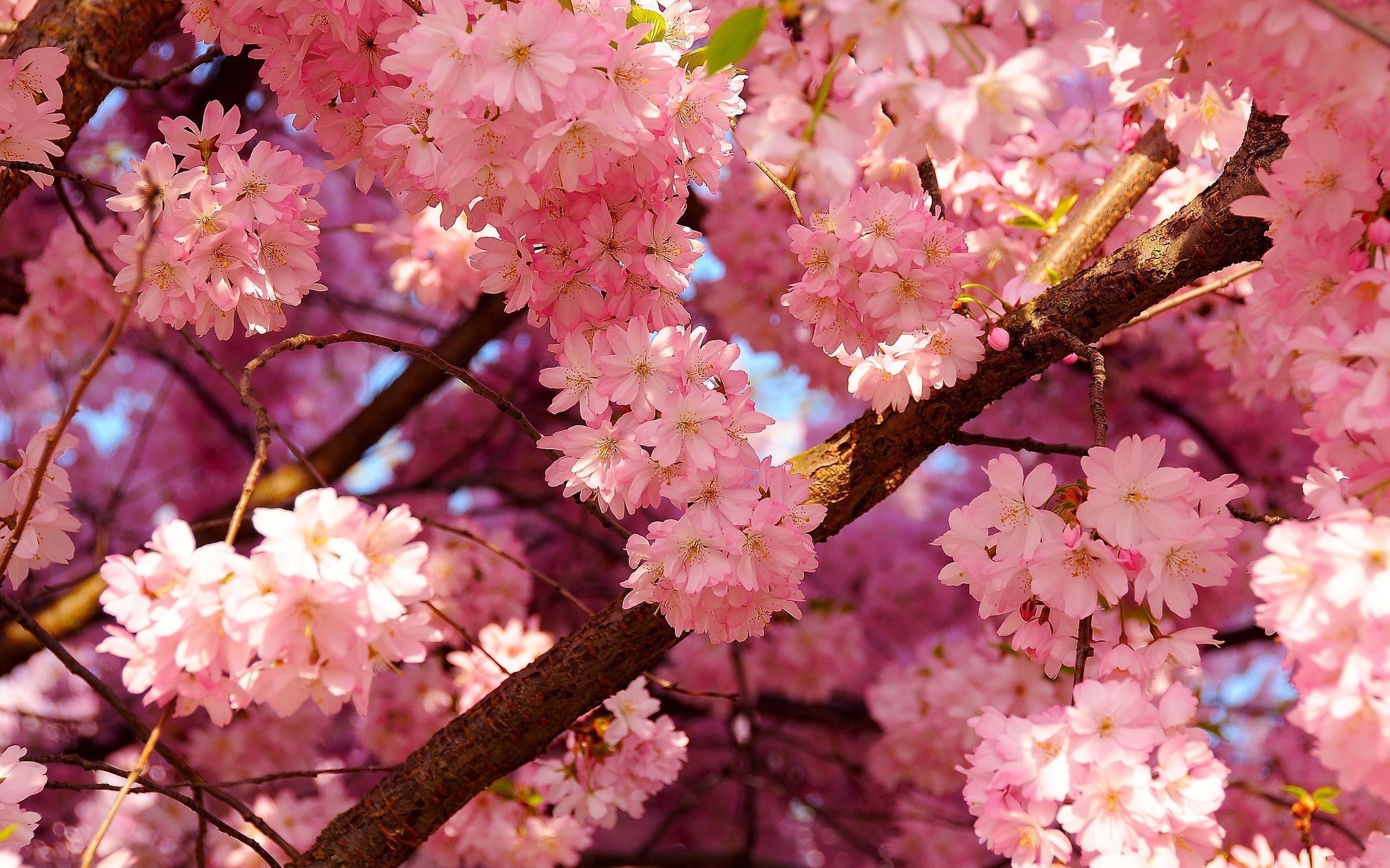 Japanese Cherry Blossom Wallpapers