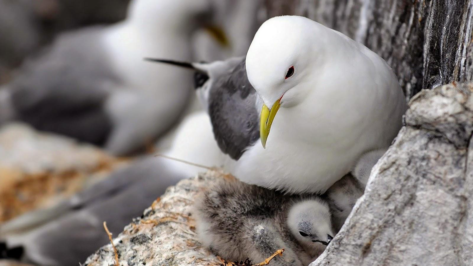 Newhdwallpaper: Soft white Columbidae wallpapers