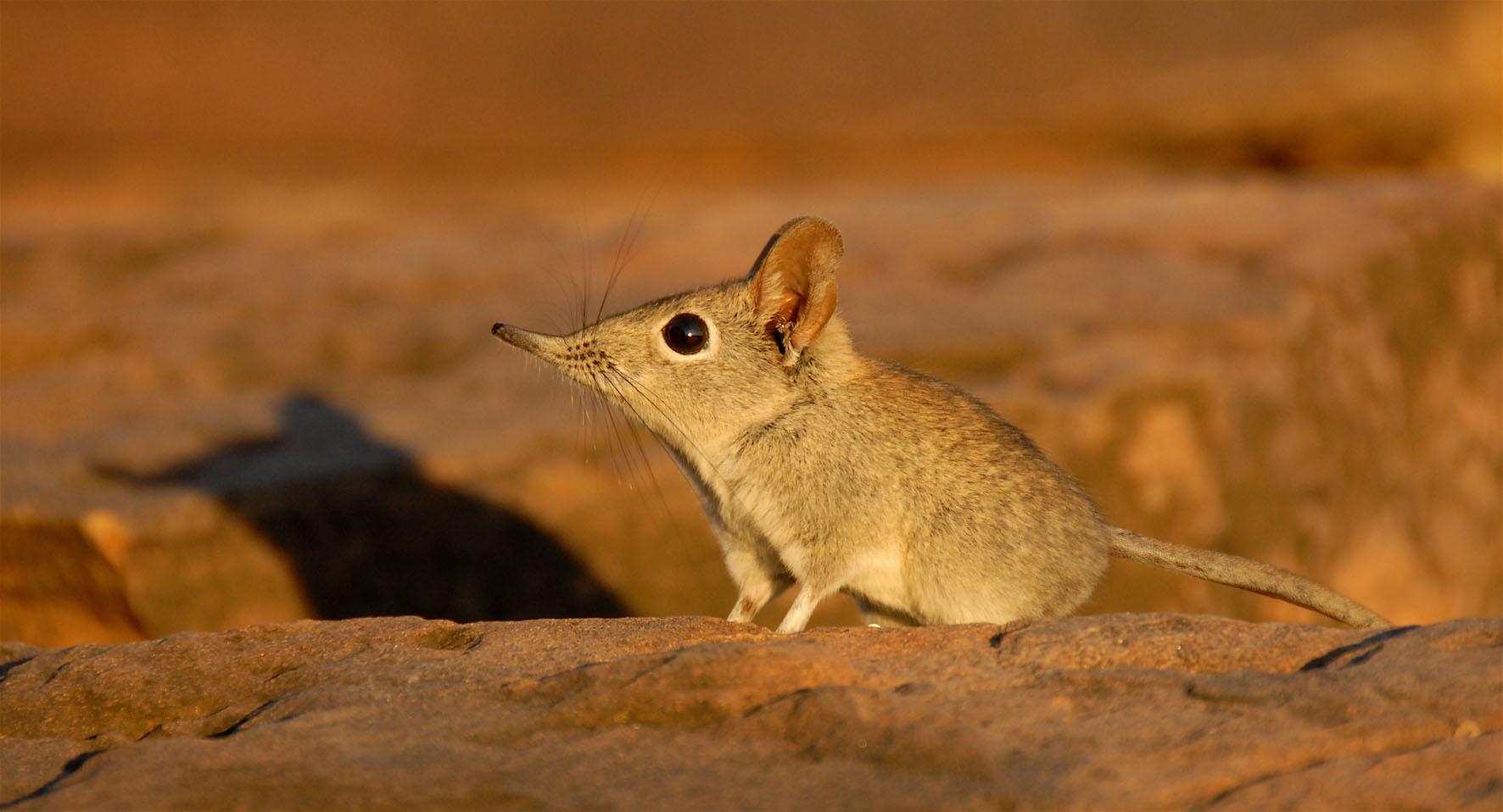 How to photograph the Tuli elephant shrew