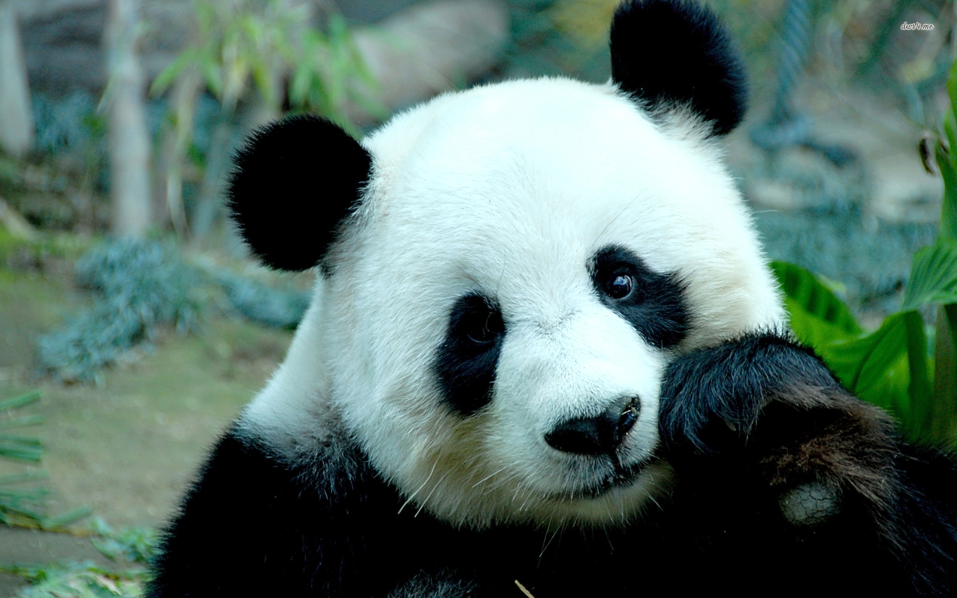 Giant panda wallpapers