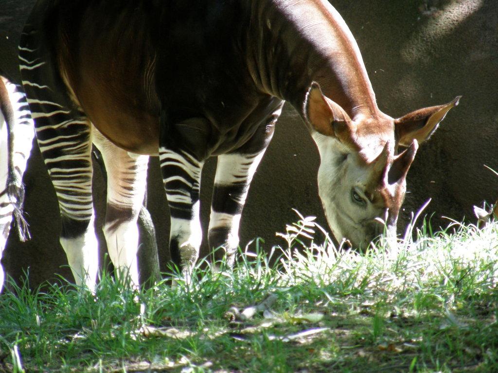 Best 50+ Okapi Wallpapers on HipWallpapers