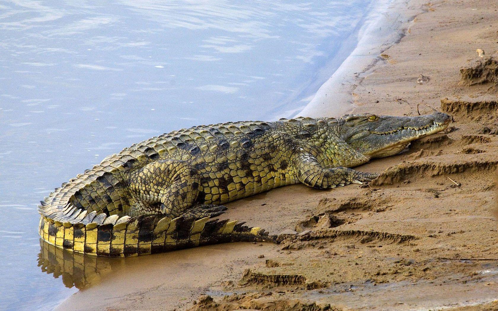 American salt water alligator wallpapers