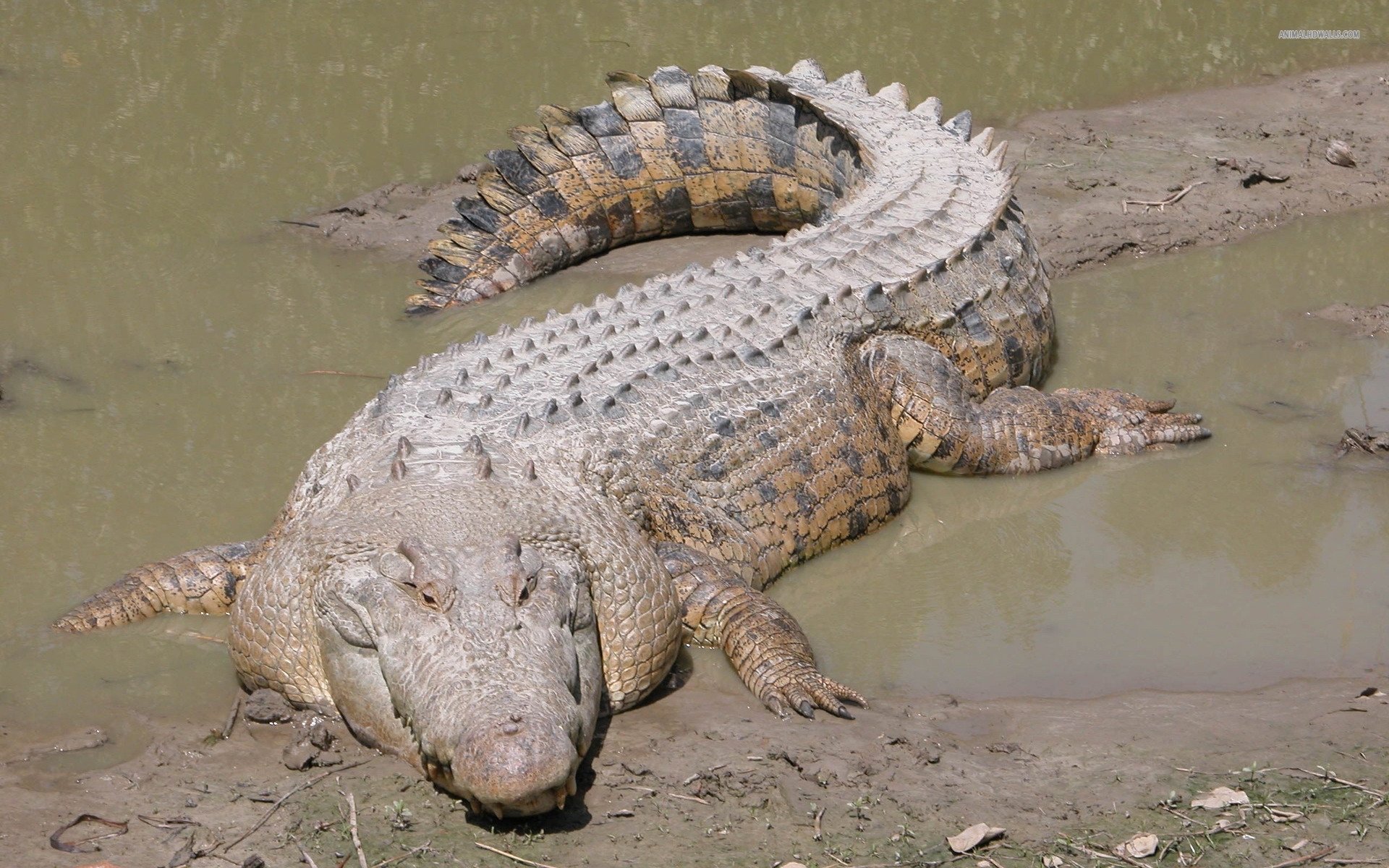 Crocodile Hd Photos