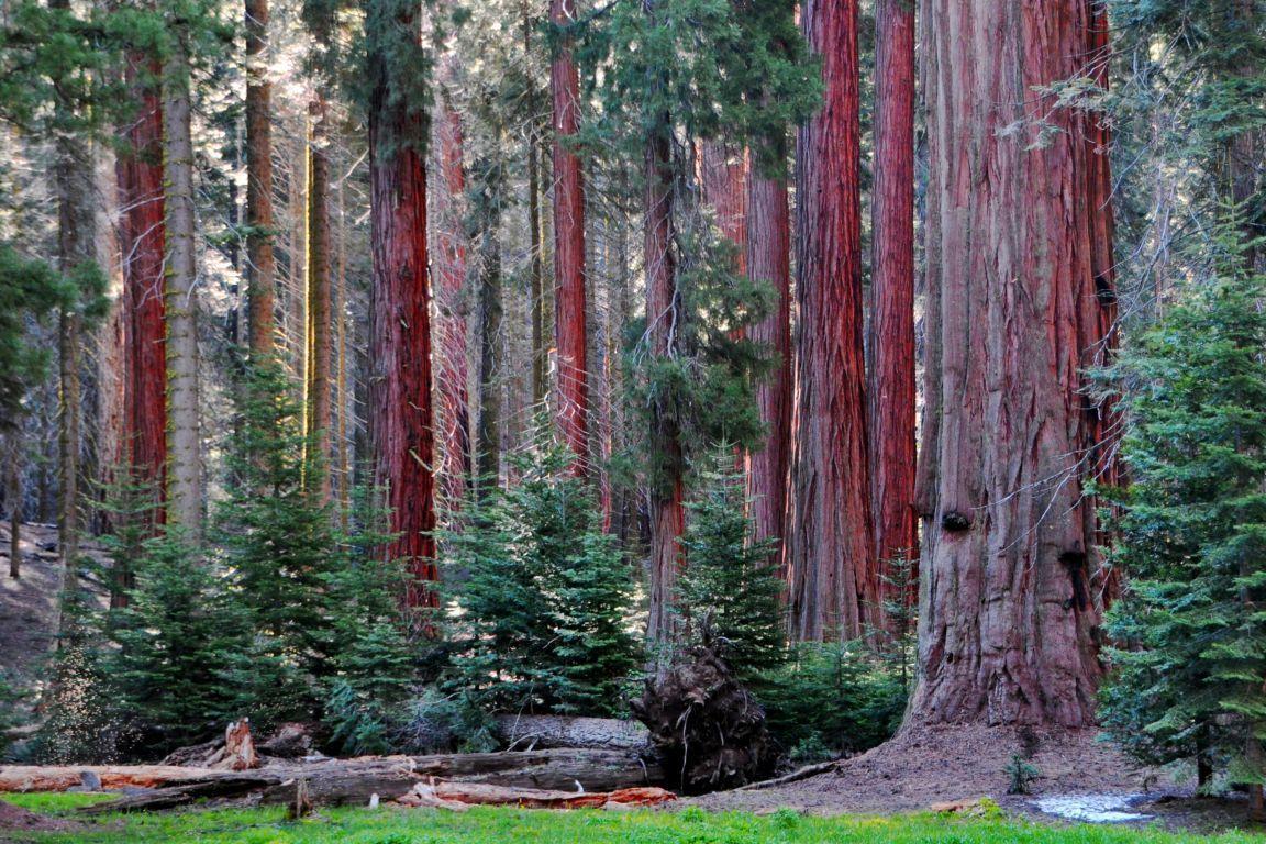 Sequoia and Kings Canyon National Park Slideshow Photo 30 of 55