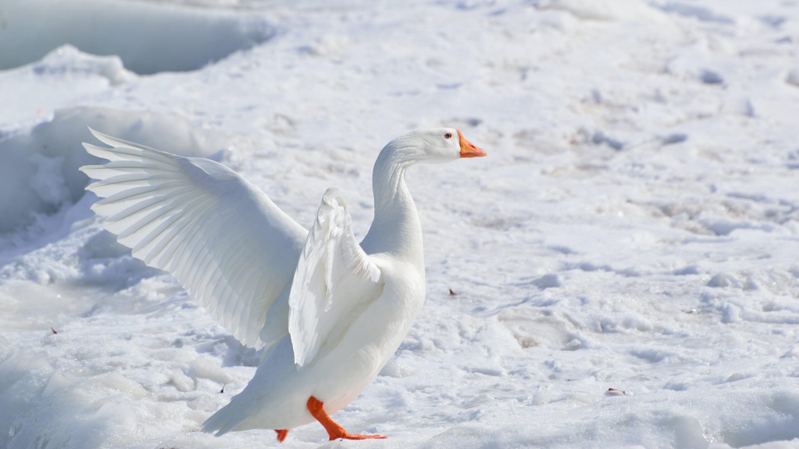 2 Snow Goose HD Wallpapers