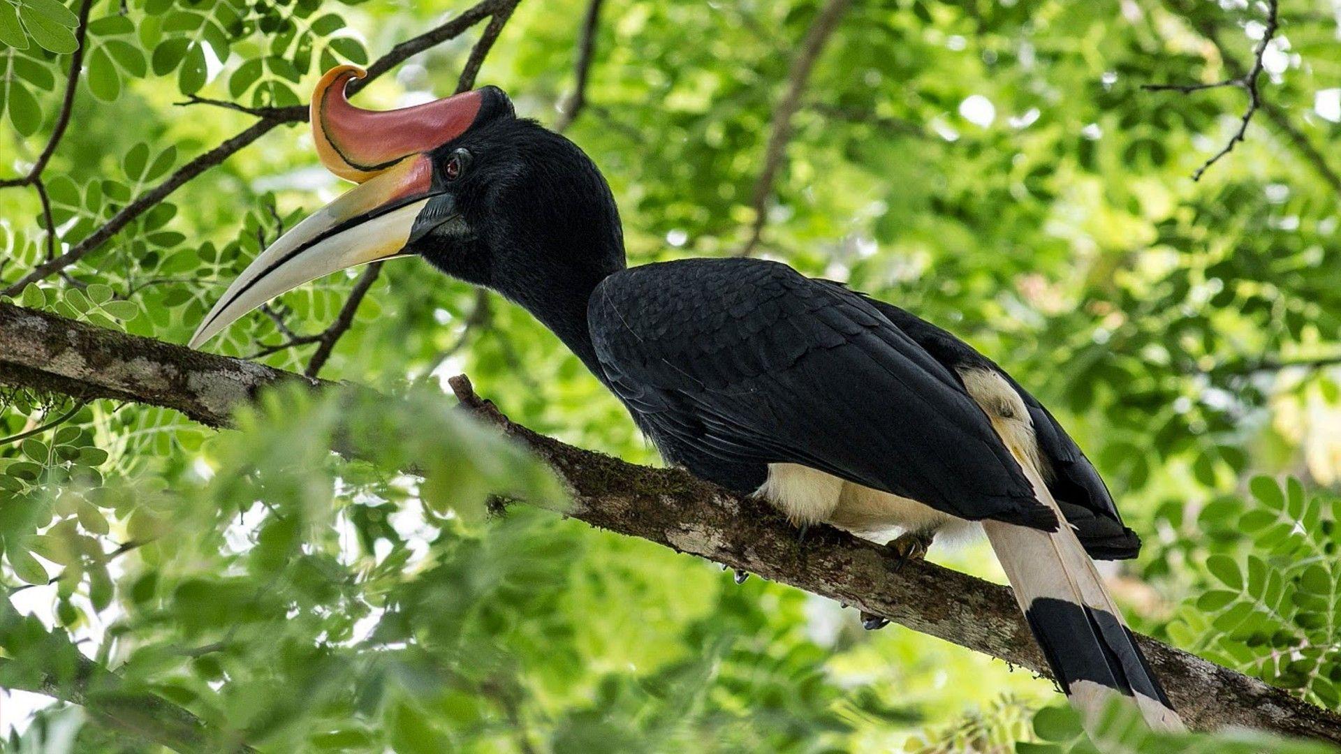 Rhinoceros Hornbill Exotic Bird 01 : Wallpapers13