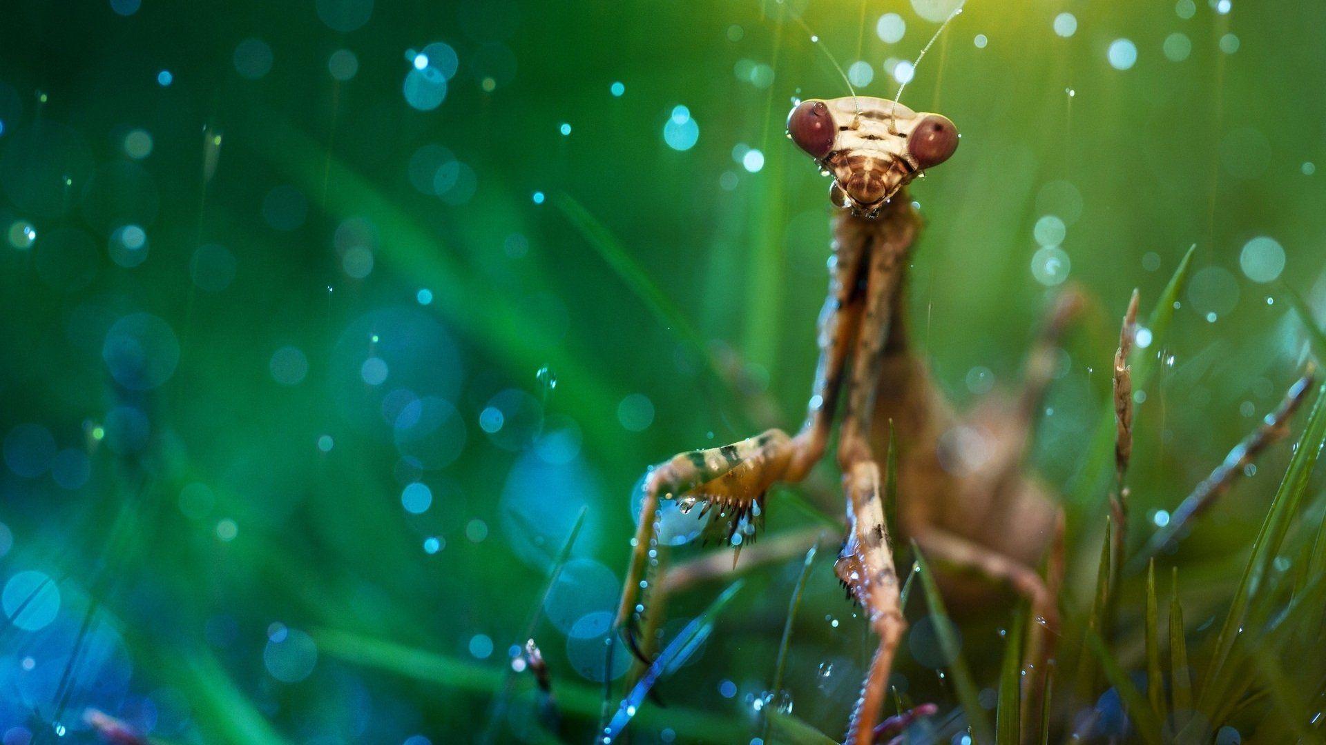 15 Praying Mantis HD Wallpapers