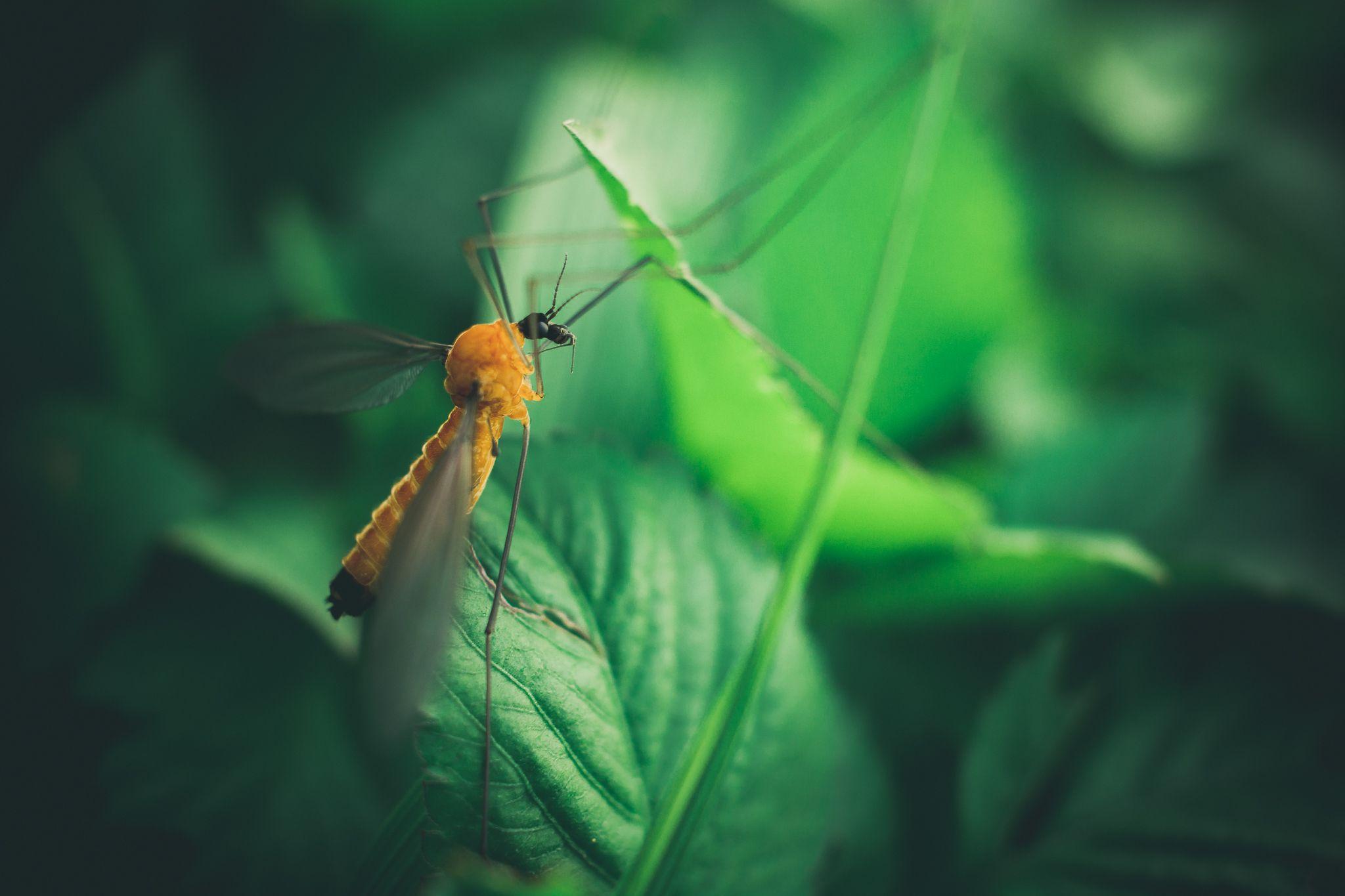 Shallow Focus Photography of Yellow Mosquito