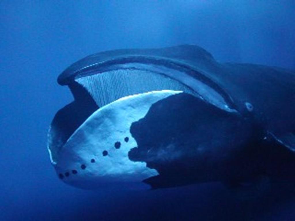 Bowhead whales have a 12